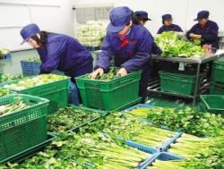 炭步蔬菜配送公司 依托冷鏈保鮮技術(shù)，打造苗木與生鮮一體化供應(yīng)鏈新標(biāo)桿